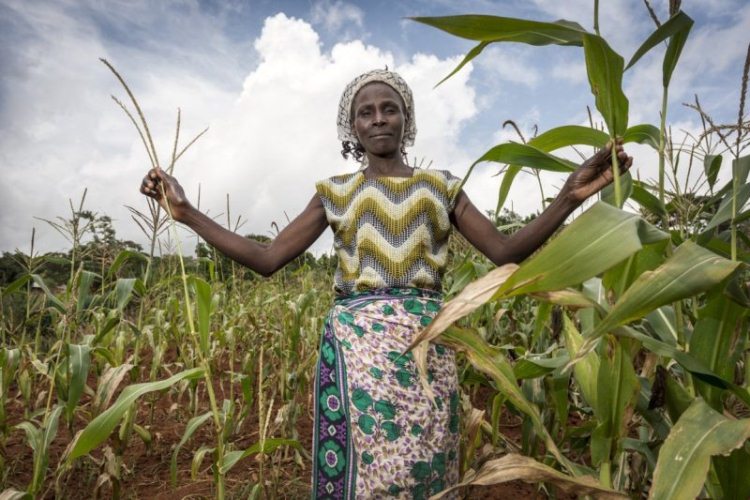 farmer stands among her maize crop