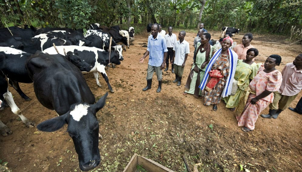 Farmers and members of a women's farming association with a herd of friesian cows