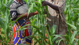 Fertile soil ‘could double, triple crop yields’
