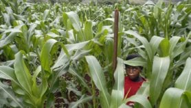 Crop rotation increases maize yields in Malawi