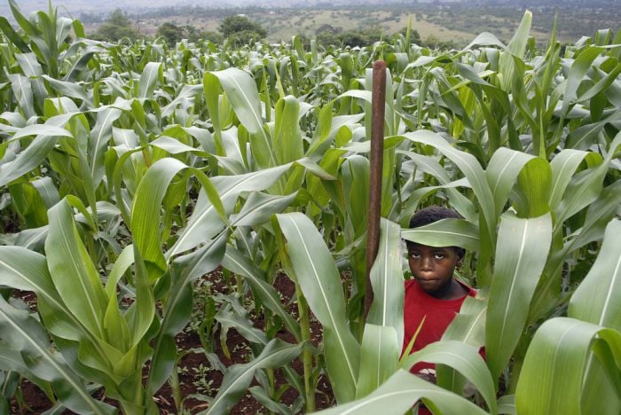 field of maize plants