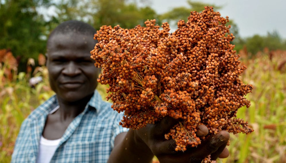 Harvesting season in Nyando climate-smart villages