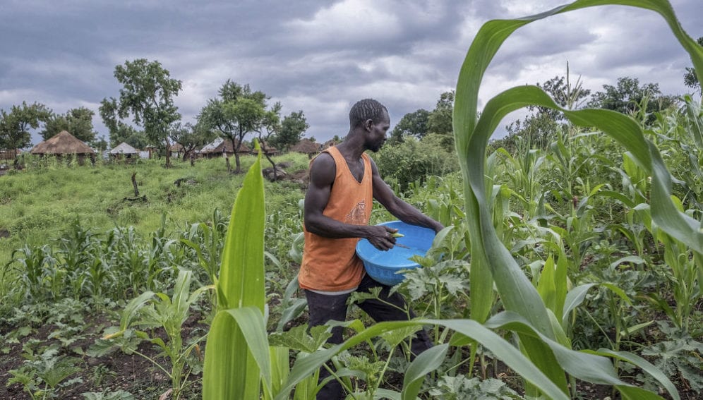 Harvests okra on his plot of land in Bidi Bidi camp