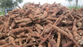 Cassava genome mapped to help boost its qualities