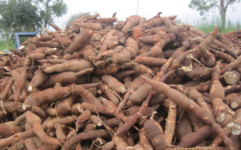Heap of improved cassava roots
