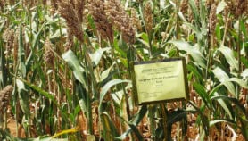 Ten staple crops targeted in seed breeding project
