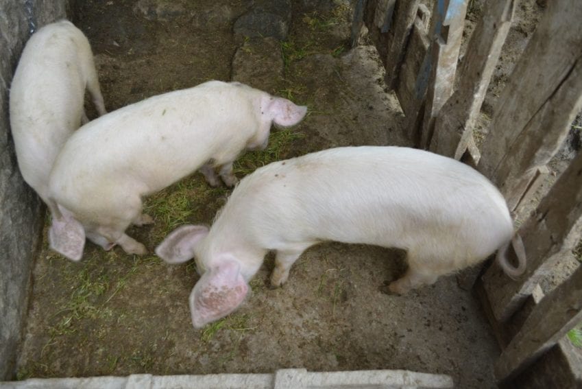 Pigs feed on forage from the garden. Samuel says pork from pigs fed on hydroponic fodder has demonstrated reduced fat depth equivalent to a kilogram of fat from 72-kilogram carcass.

