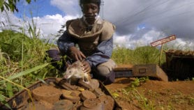 How rats become heroes in Africa