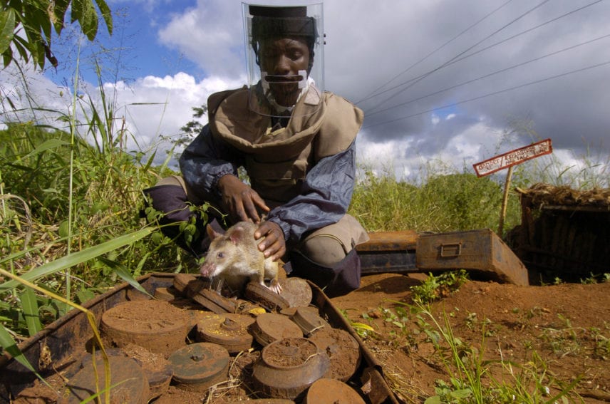HeroRATS can sniff out both metal and plastic-cased landmines
