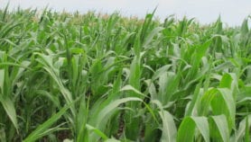 Kenya research facility to create disease-resistant maize