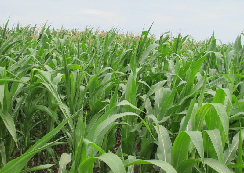 disease-resistant maize
