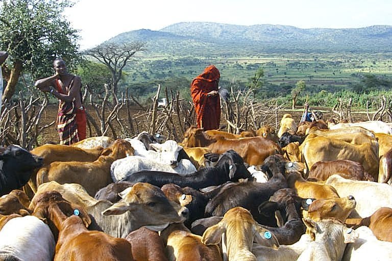 Maasai men and their cattle vaccinated against East Coast fever