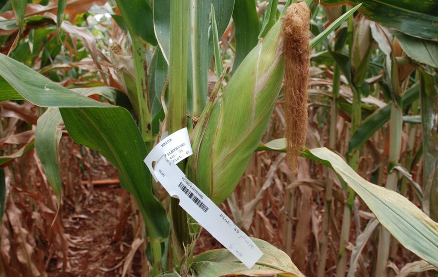 Maize line under screening for drought tolerance, Kiboko, Kenya