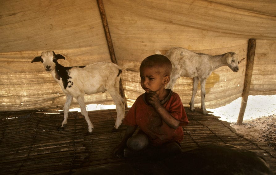 Mali child with goats