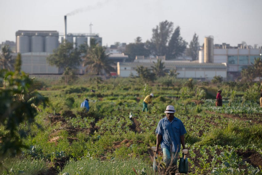 Urban farming in the Zona Verde, a strip of agricultural land between Maputo and Matola. The farmers irrigate plants using untreated domestic and industrial sewage pumped from the only set of sewage storage ponds in this metropolitan area
