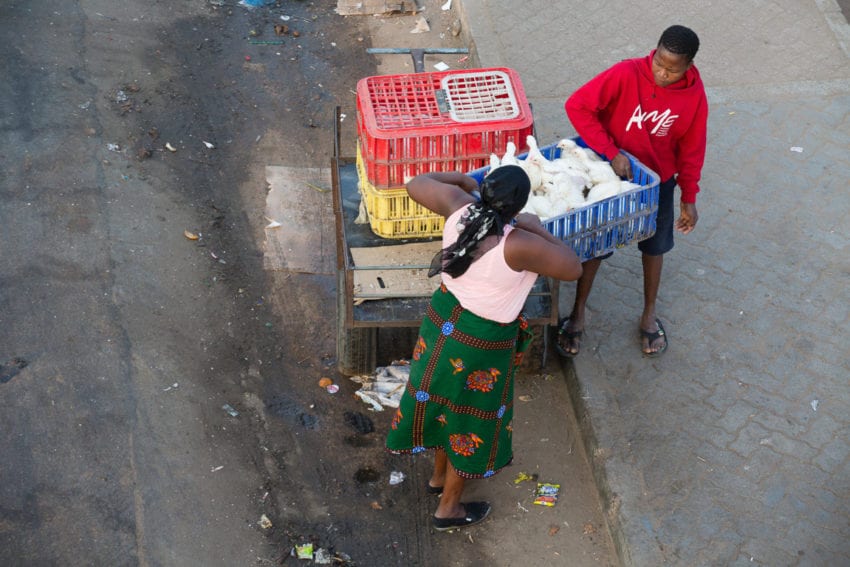 Transporting chickens to sell in Benfica district. In recent years, Maputo’s urban poultry farmers have had to compete with imports of cheap frozen chickens from Brazil
