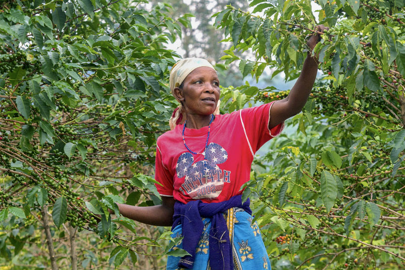 Maria Bedabazingwa coffee farmer