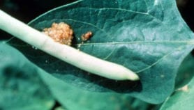 Pod borer-resistant GM cowpea ‘to be ready by 2017’