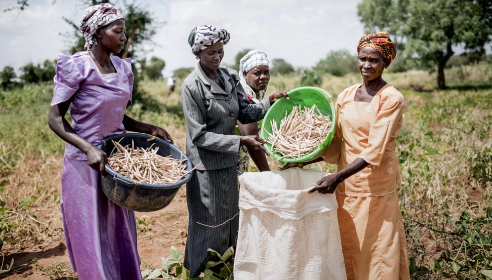 Members of Kabefa farmer's group harvest and thresh a cowpea