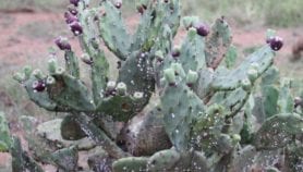 Sap-sucking insects may combat Kenyan cactus plague