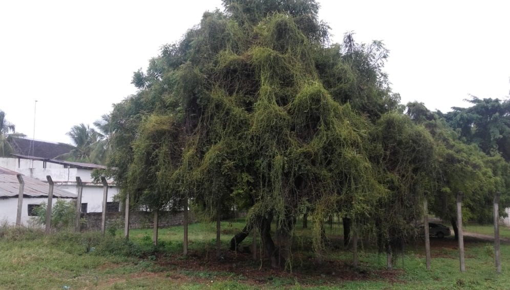 photo showing Cuscuta campestris infestation on ornamental plant in Mombasa