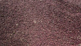 R&D helping Africa have special beans to fight anaemia