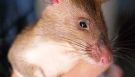 Q&A: Training rats to sniff out mines