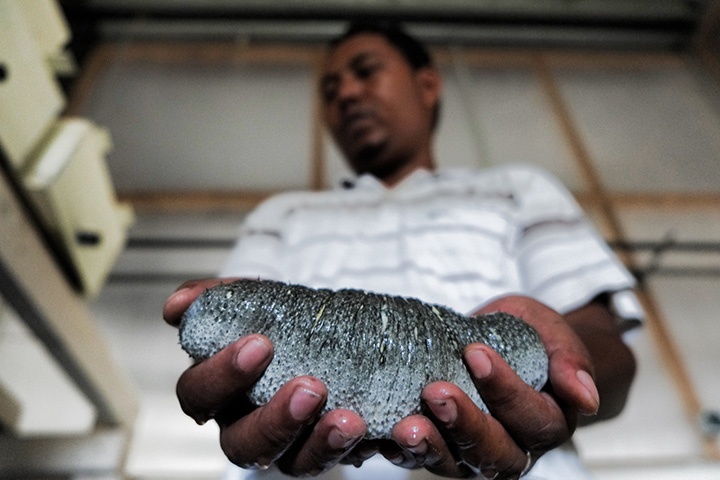 
	A sea cucumber. A promising product of aquaculture, sea cucumbers offer fisher communities new commercial opportunities. As an example of diversifying activities, this is an effective adaptation strategy, according to experts.
