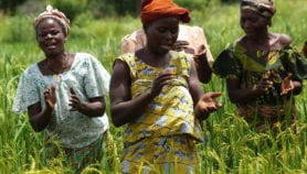 Benin starts feeling the cost of rice pests
