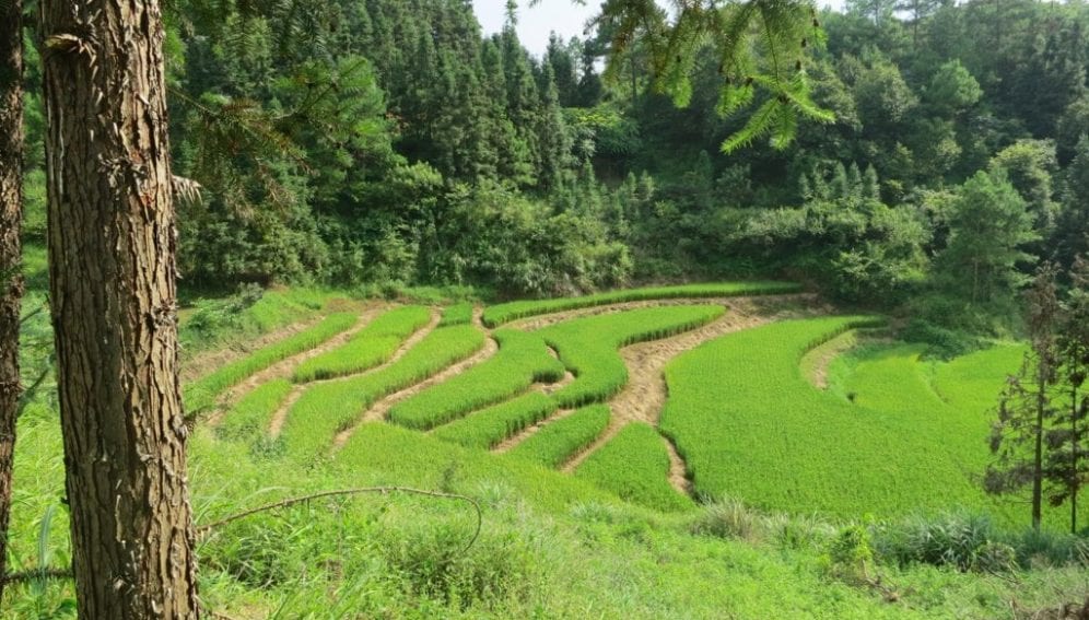 Rice fields and  forest plantations