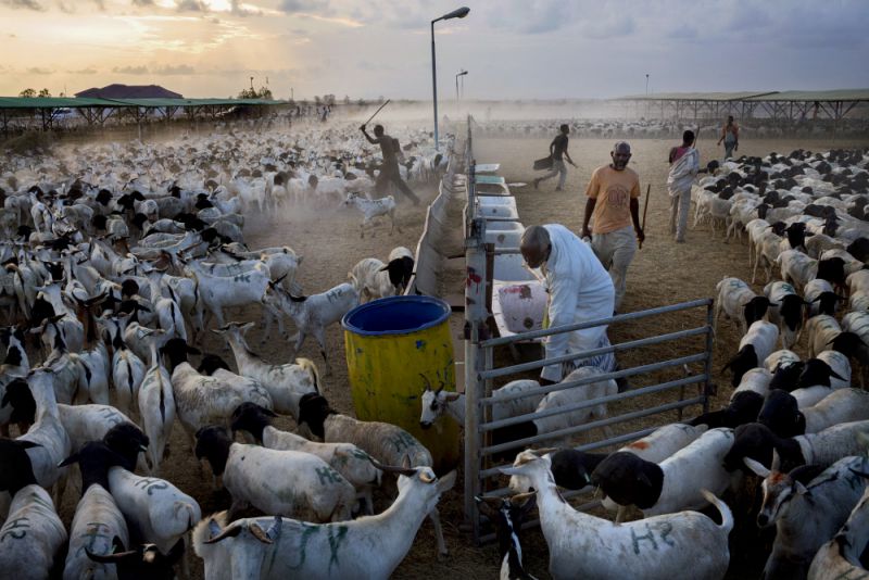 Sheep and goats at Berbera National Health Quarantine
