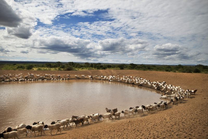 Sheep at a check dam