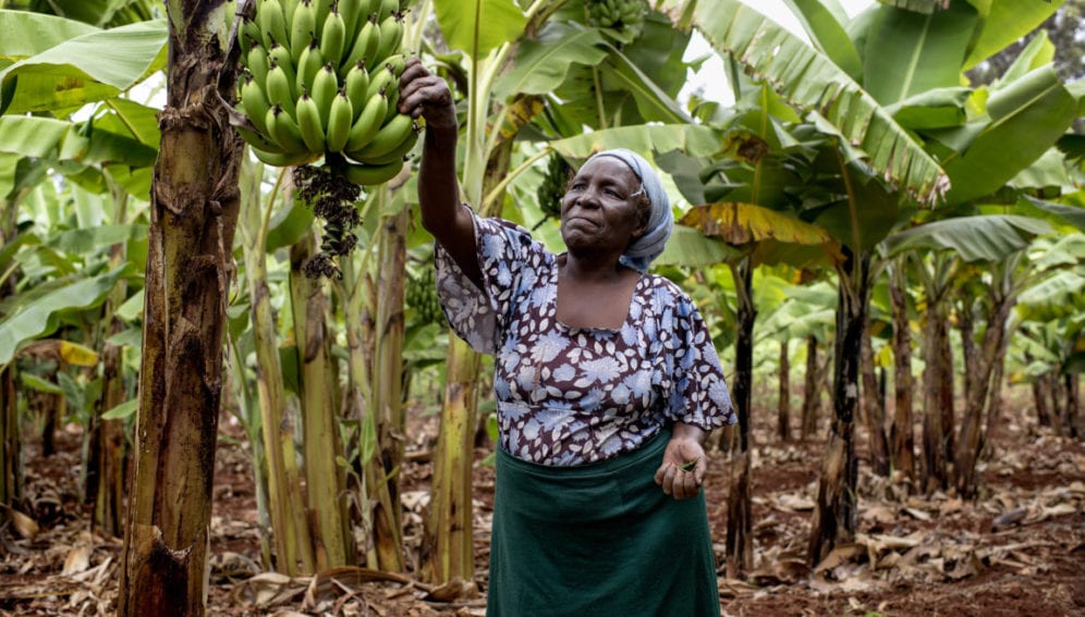 Gladys Wandia inspecting a banana crop