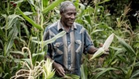 Drought-tolerant maize improves yields in 13 countries