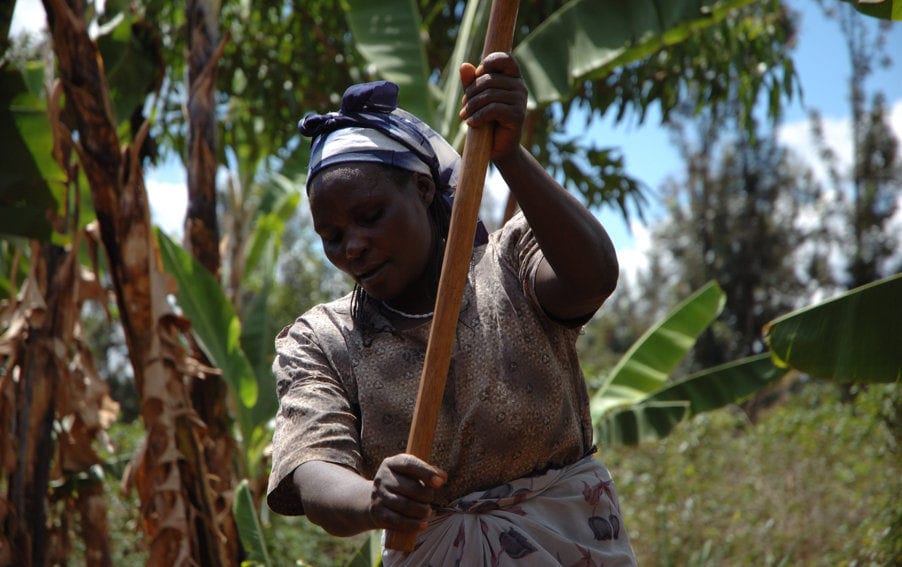 Smallholder farmer prepares maize plot
