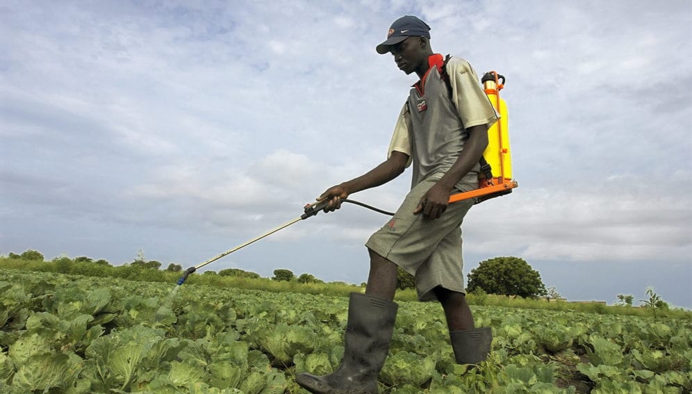sprays pesticide to prevent the spread of locusts at a farm