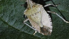 Stink bug could boost health and nutrition in Africa