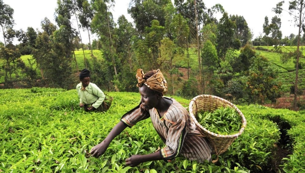 Tea pickers in Kenya's Mount Kenya region