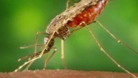Mosquito genomes key to evaluating malaria control