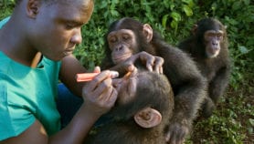 Africa and Middle East to advance animal health R&D