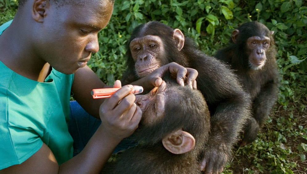 Vet Richard Ssuna examines protected chimpanzees