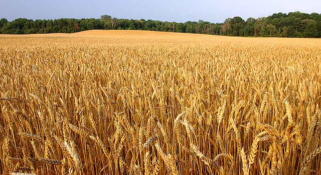 wheat-plantation-jpg