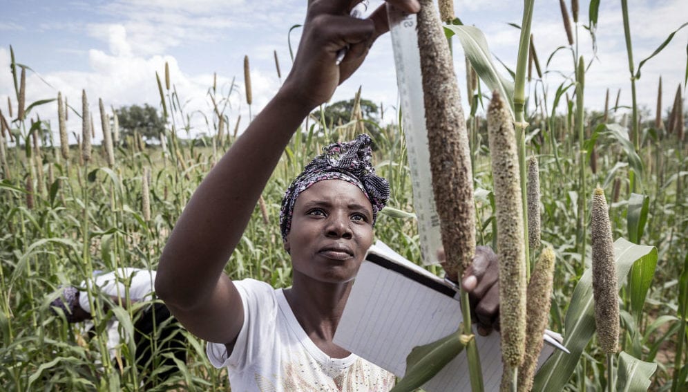 woman measures a drought resistant sorghum