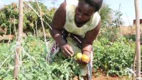 Third generation GM crops: an opportunity for Africa