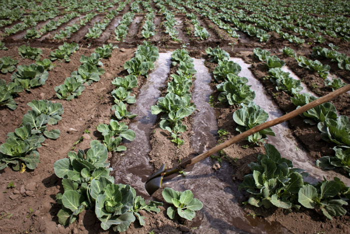 woman opens an irrigation channel in a field of cabbages