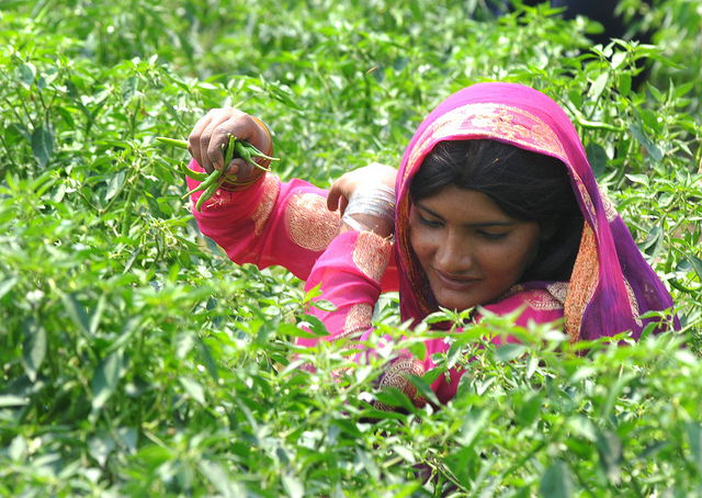 Woman_picking_chillis_Flickr_World Bank Photo Collection.jpg
