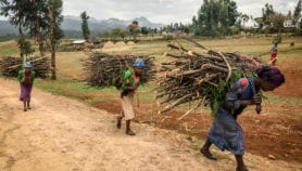 Fuelwood sellers ‘145 per cent likely to plant trees’