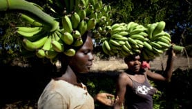 Project improves food security in six African nations