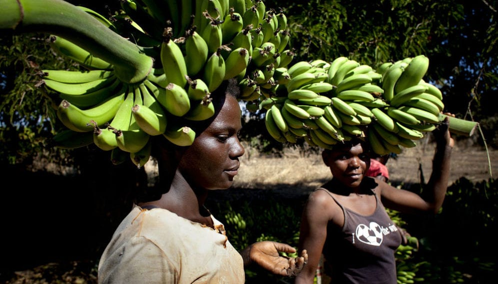 Women carrying hands of bananas