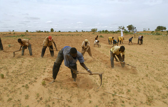 Youths weed a millet plantation near Guida Iddran village